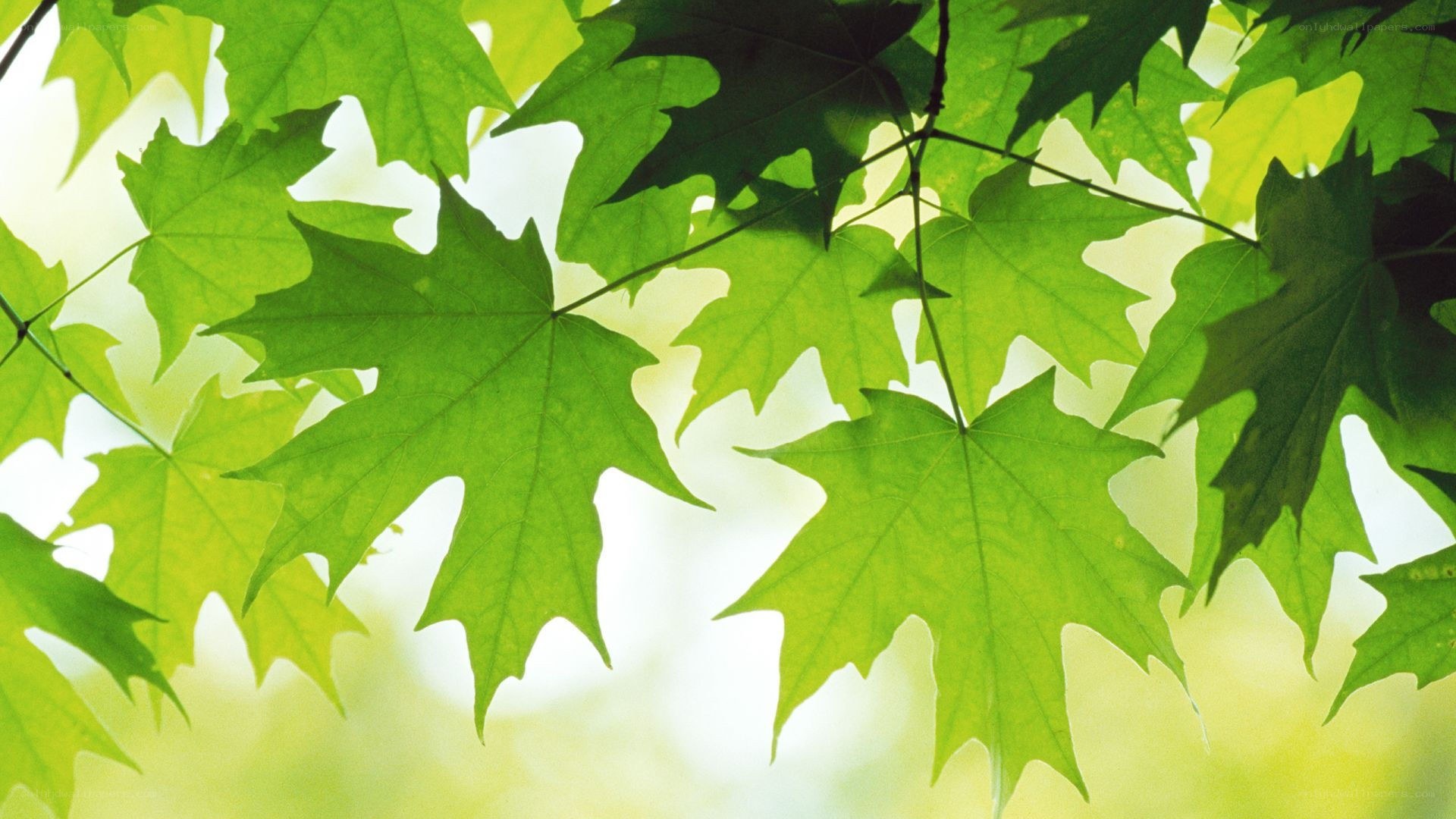 green maple leaves in sunlight