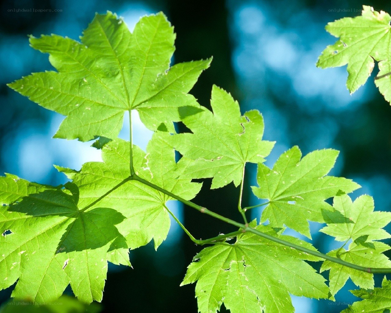 green maple leaves in sunlight