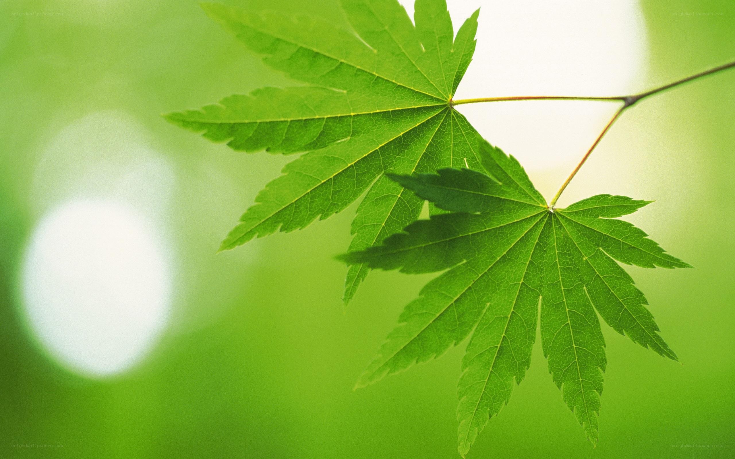 green maple leaves in sunlight