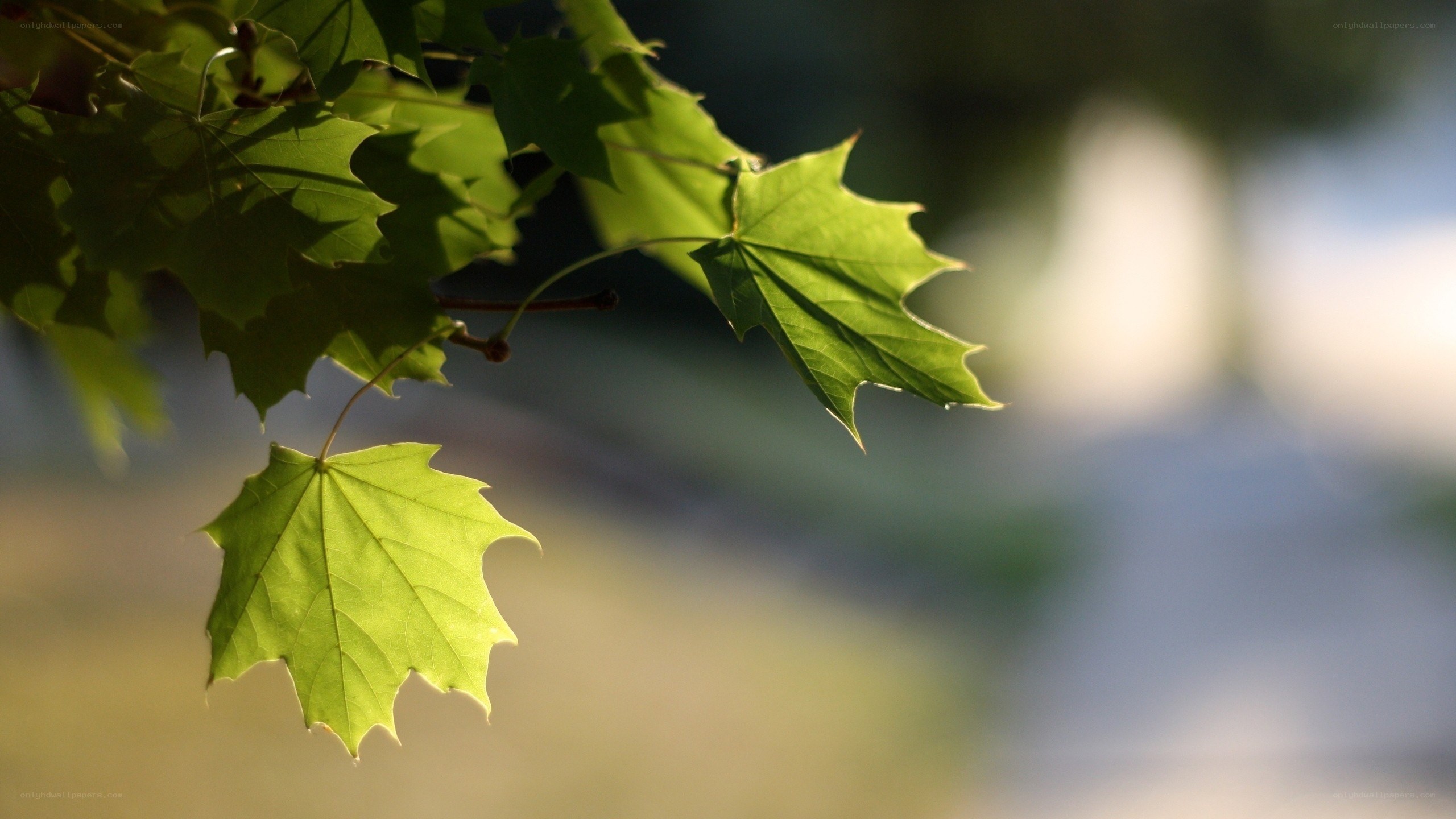green maple leaves in sunlight
