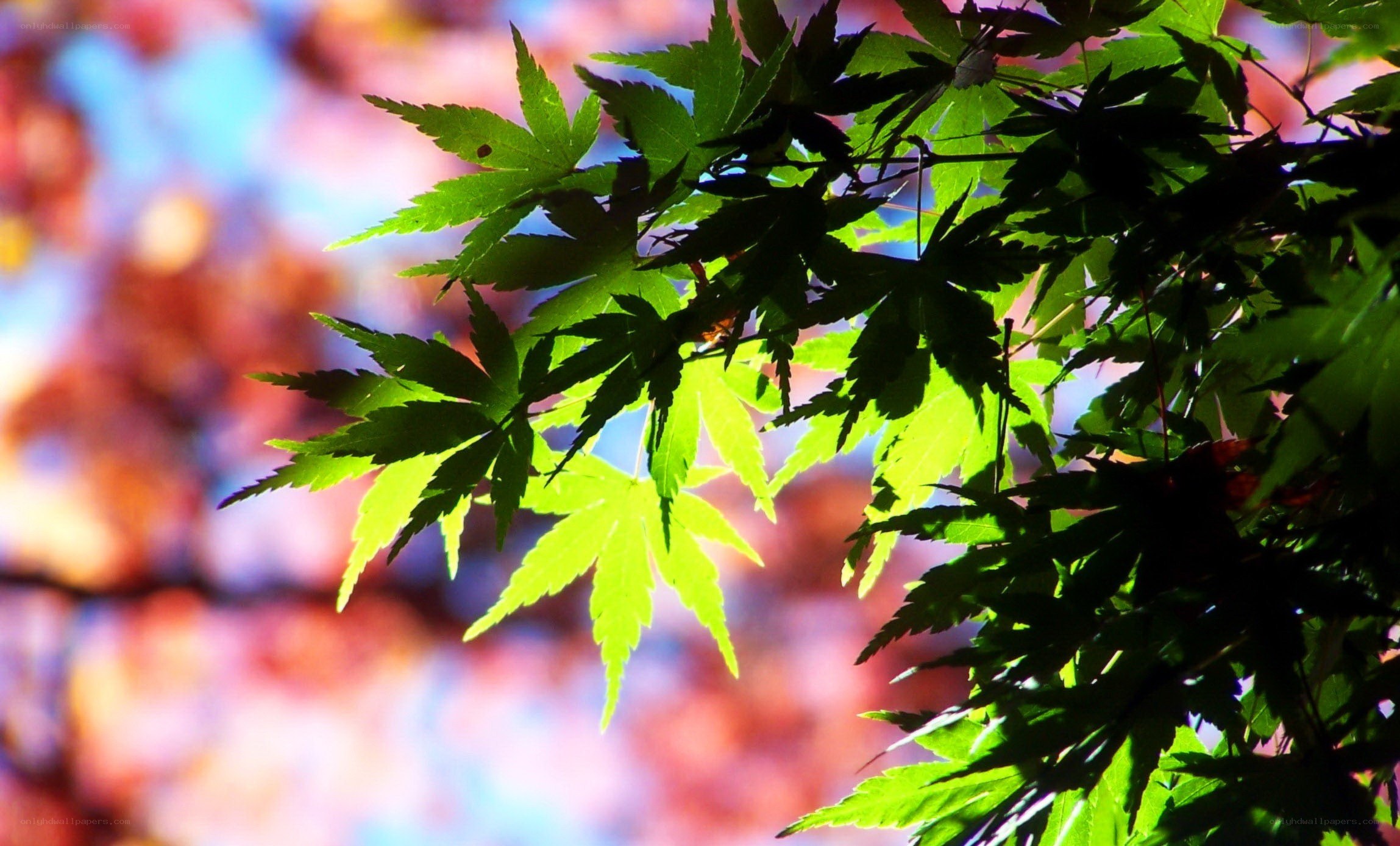 green maple leaves in sunlight