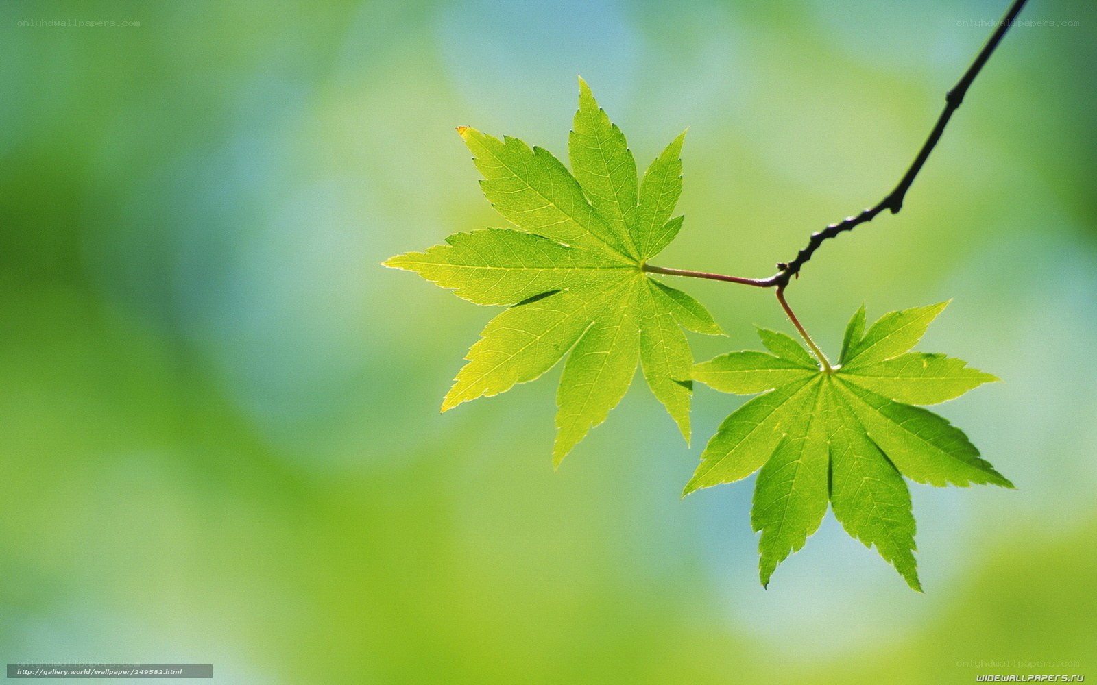 Green maple leaves in sunlight