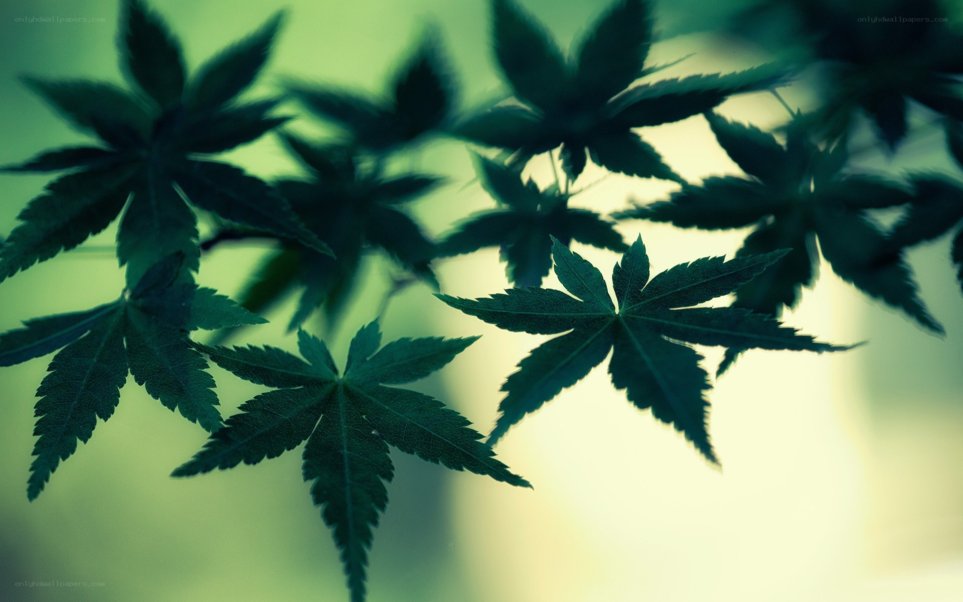 green maple leaves in sunlight