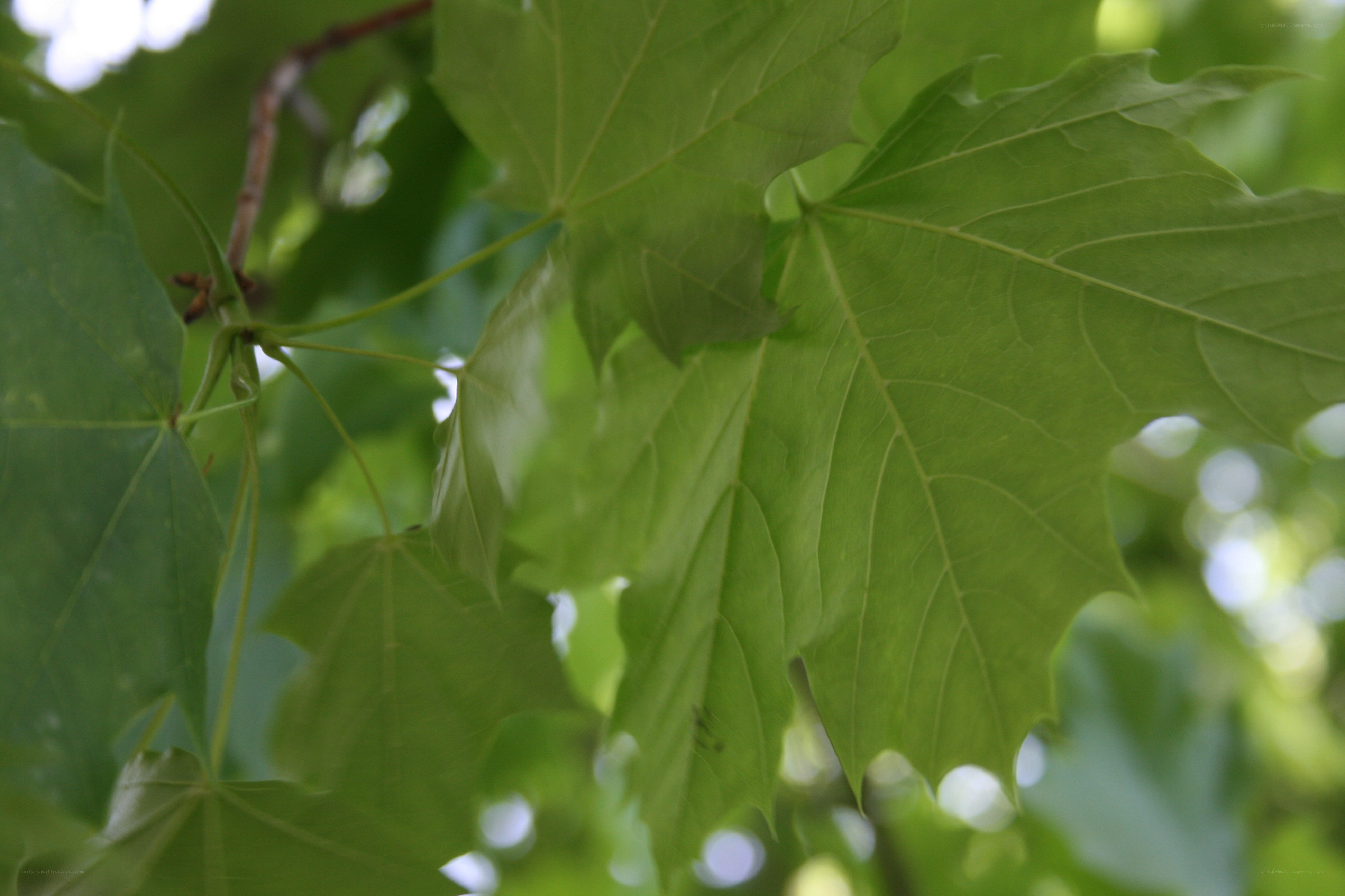 green maple leaves in sunlight