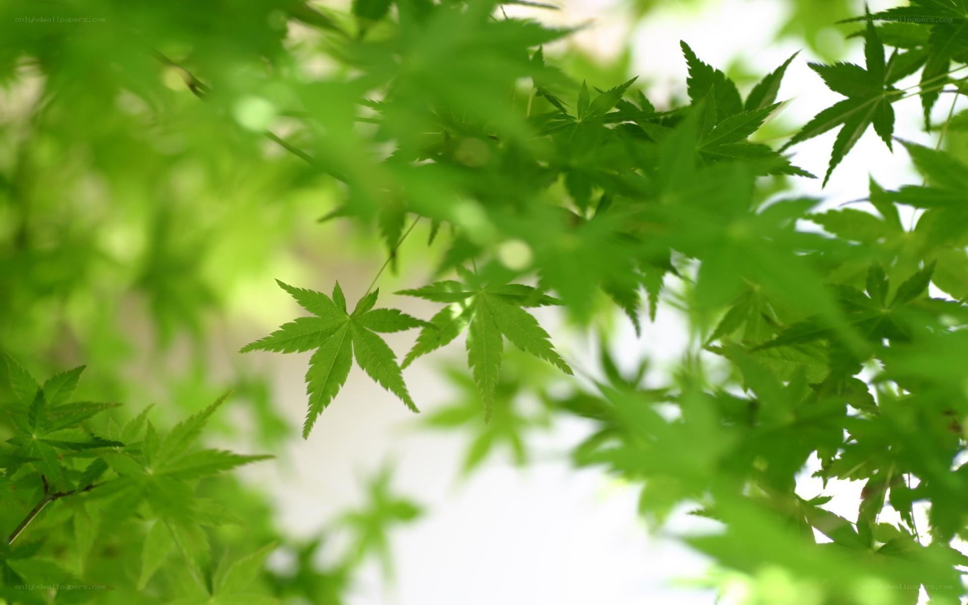 green maple leaves in sunlight