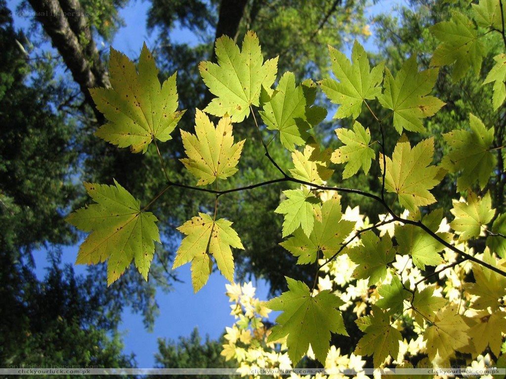 green maple leaves in sunlight