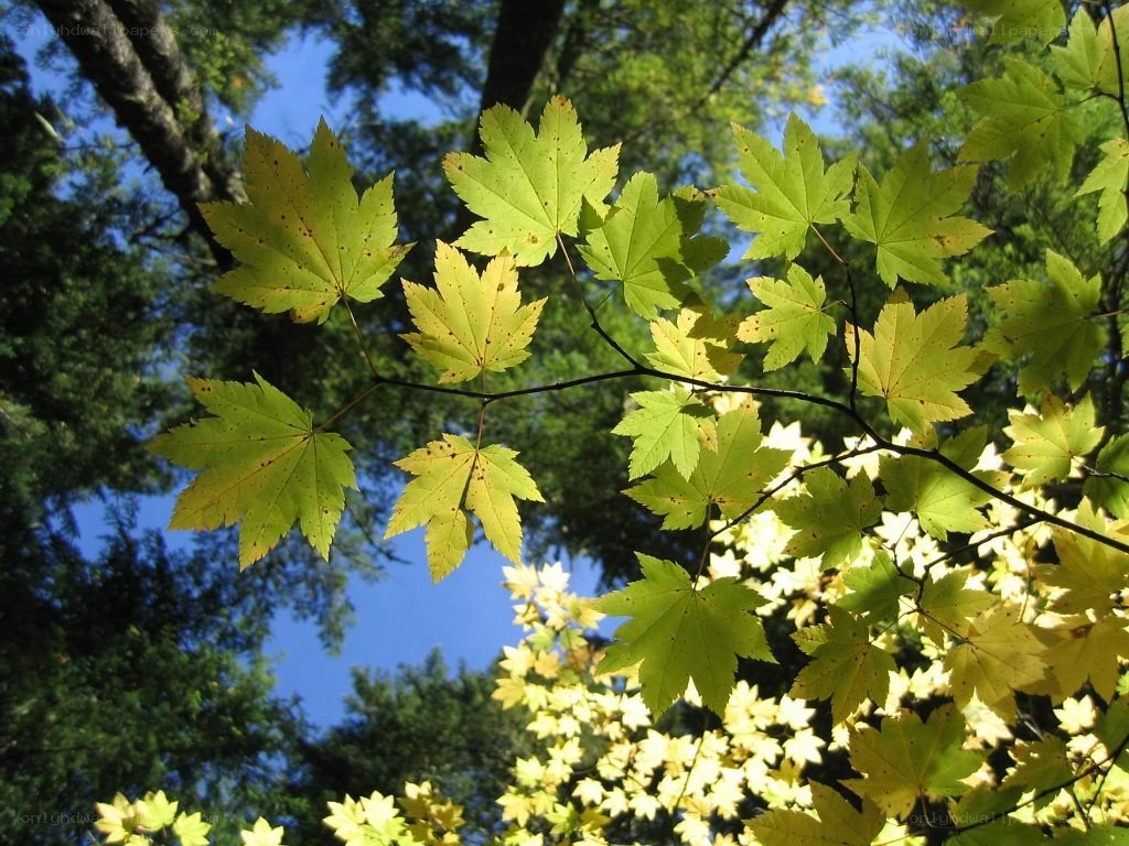 green maple leaves in sunlight