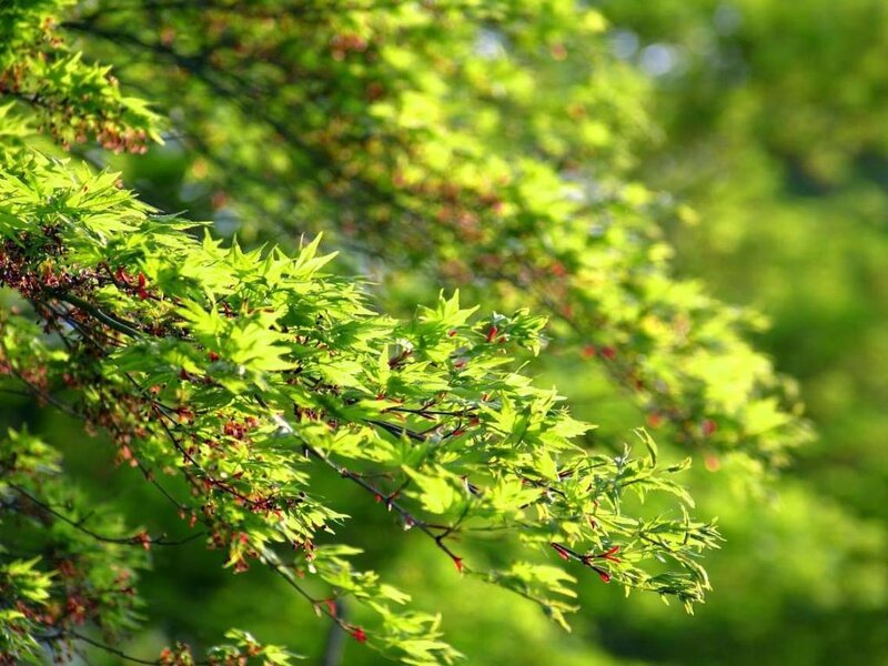 green maple leaves in sunlight