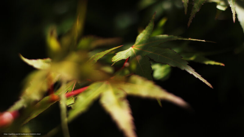 Green Maple Leaves in Sunlight
