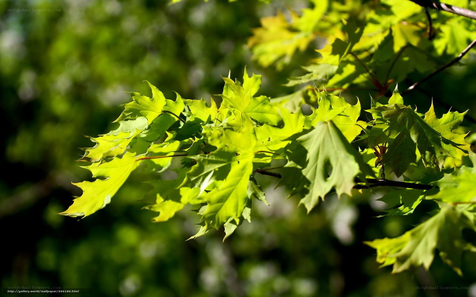 green maple leaves in sunlight