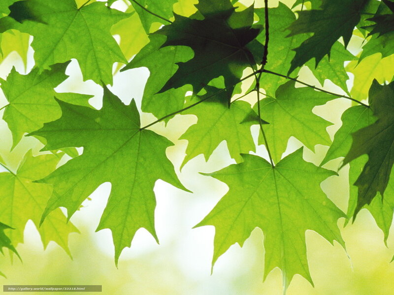 Green maple leaves in sunlight