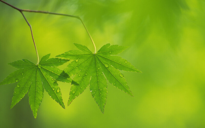Green Maple Leaves — Leaf