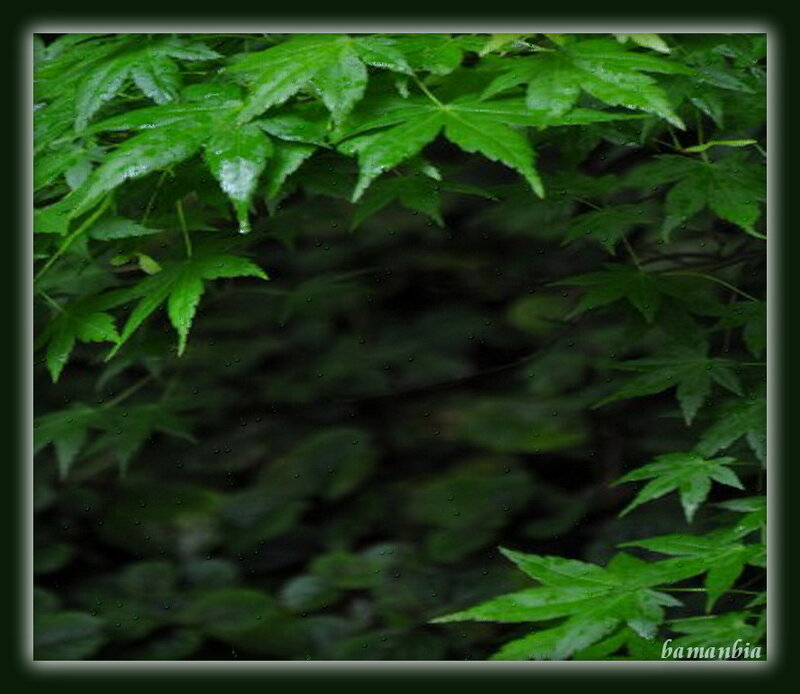 Green Maple Leaves — Moist