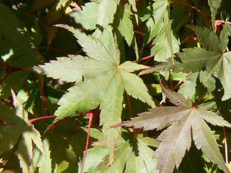 Green Maple Leaves — Natural, Afternoon