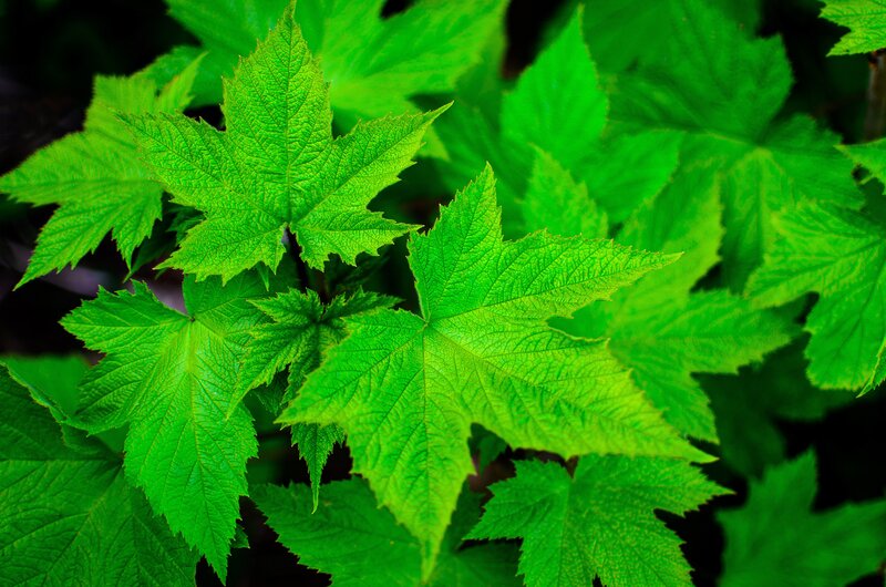 Green Maple Leaves — Natural, Photograph