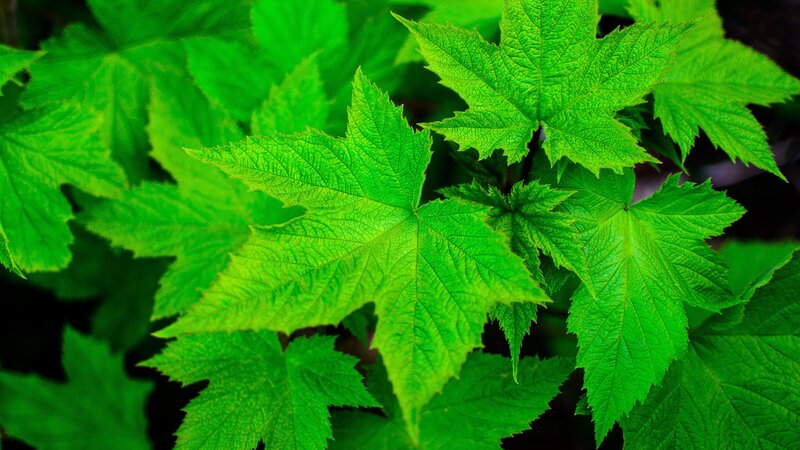 Green Maple Leaves — Natural, Photograph, Veins