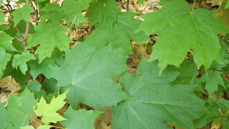 Green Maple Leaves — Natural