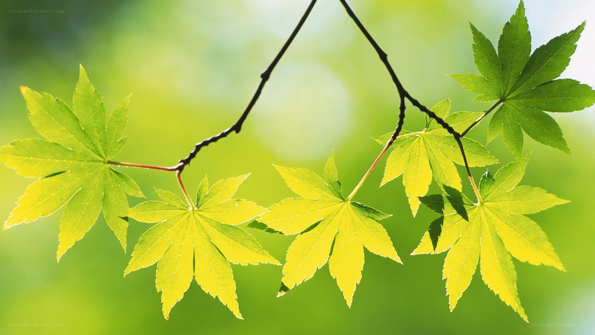 Green maple leaves on a branch