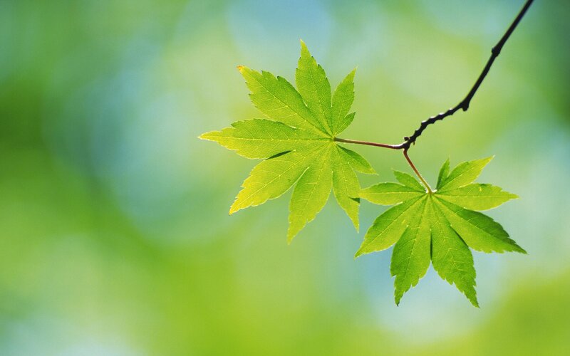 Green maple leaves on a branch