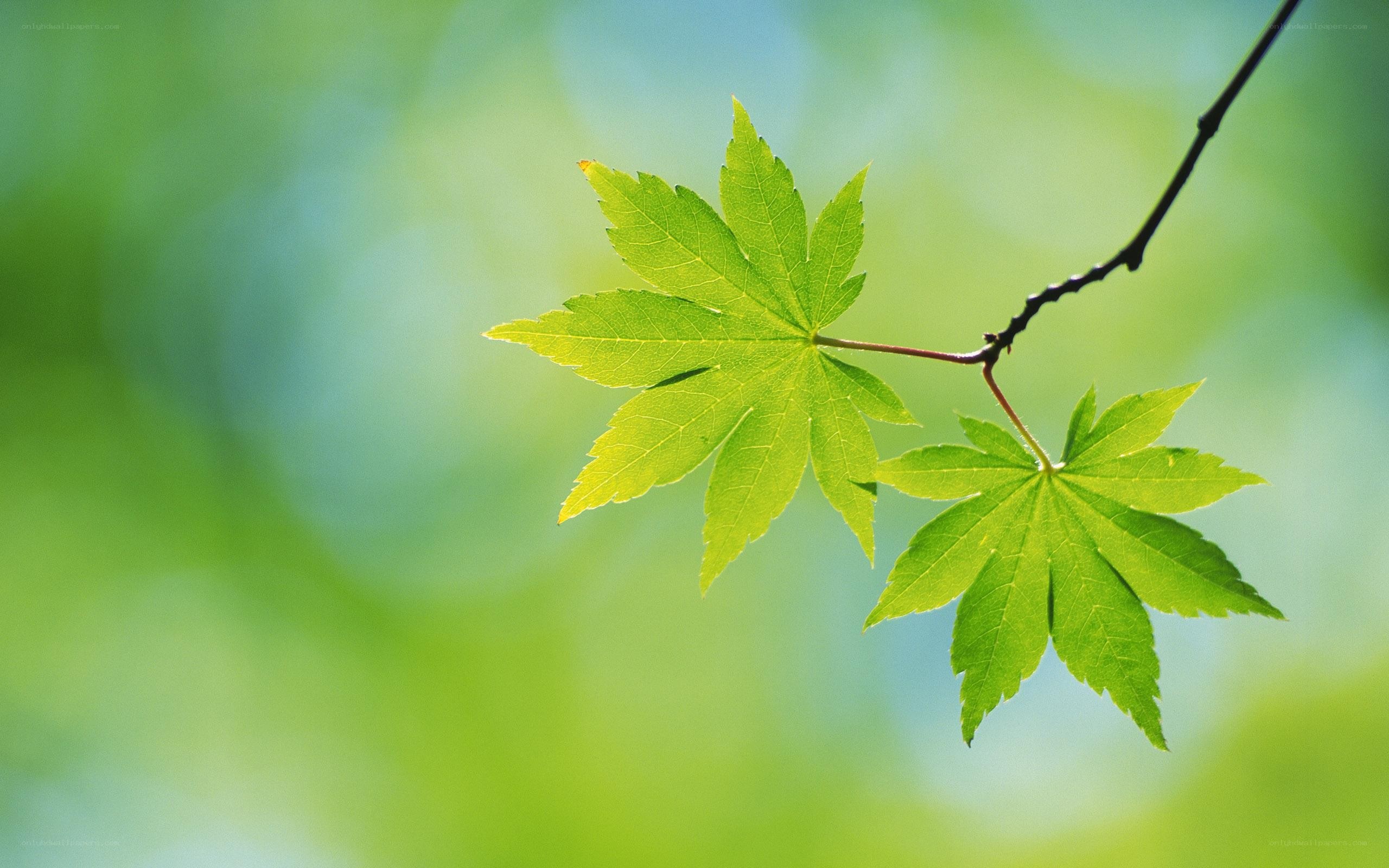 Green maple leaves on a branch