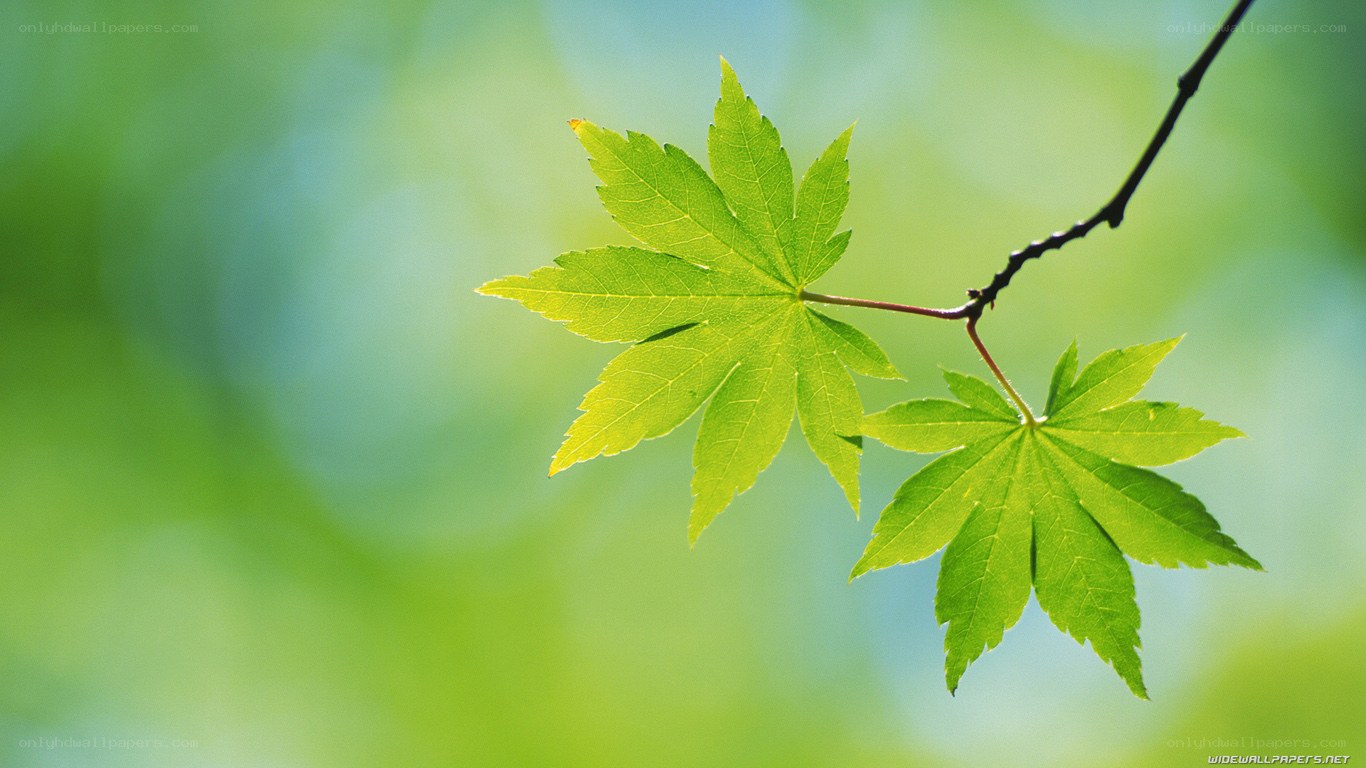 green maple leaves on branch