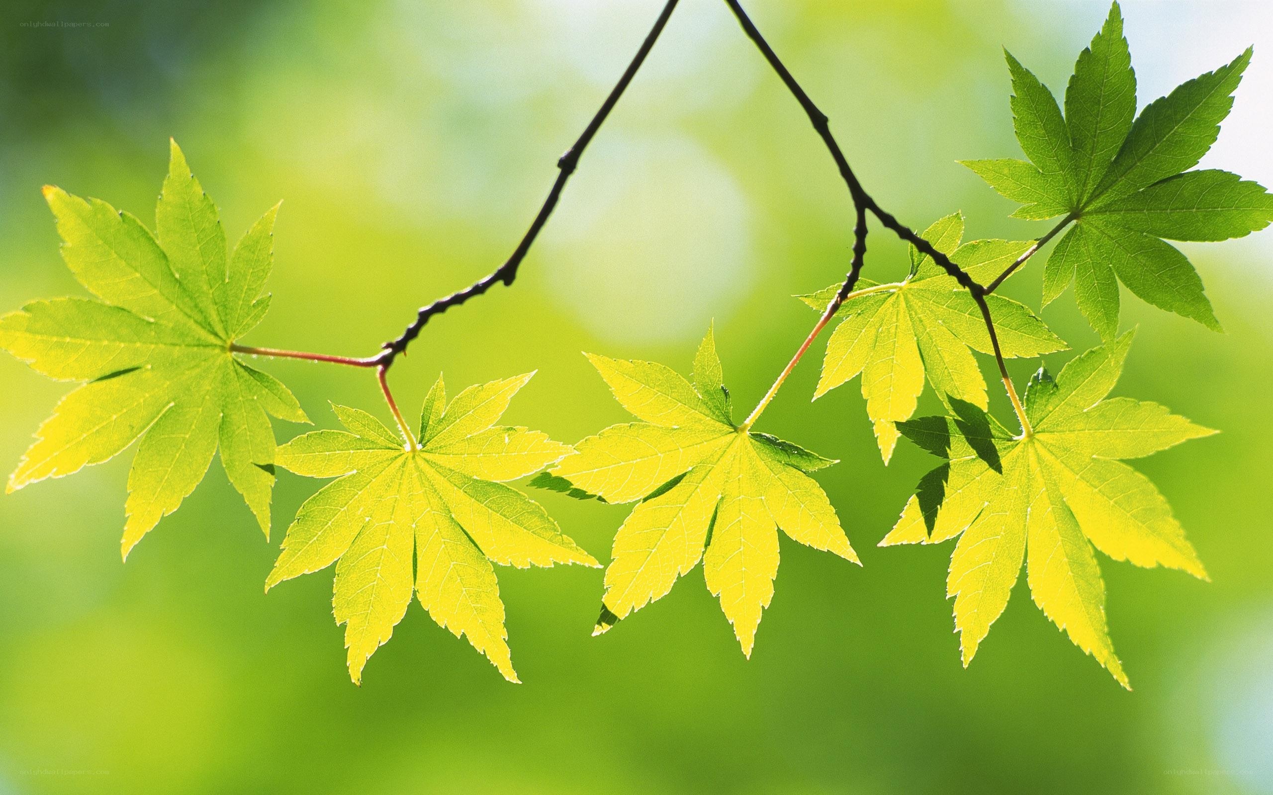 green maple leaves on branch