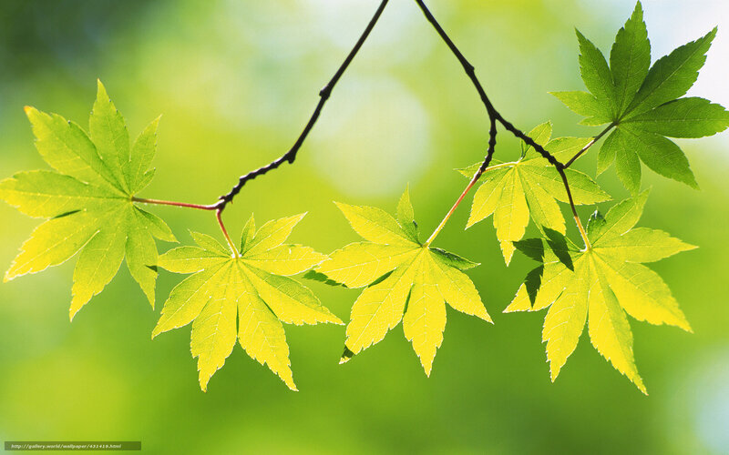 Green Maple Leaves on Branch — Serene, Spring