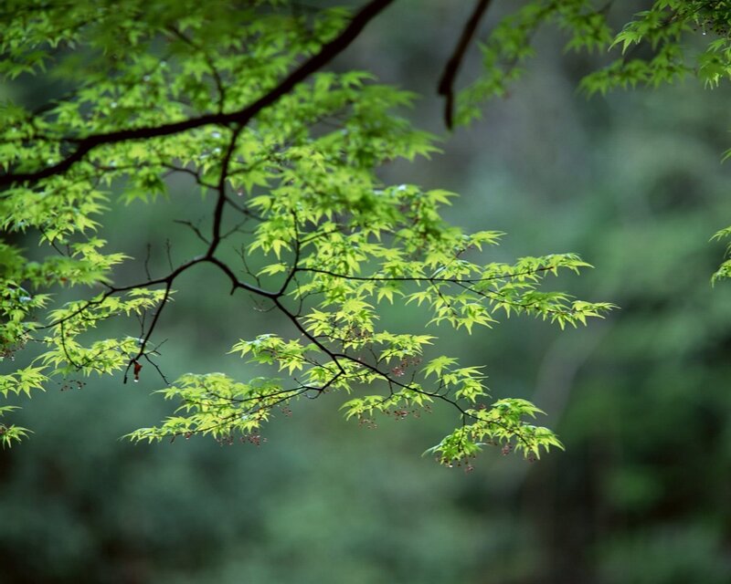 Green Maple Leaves on Branch — Serene