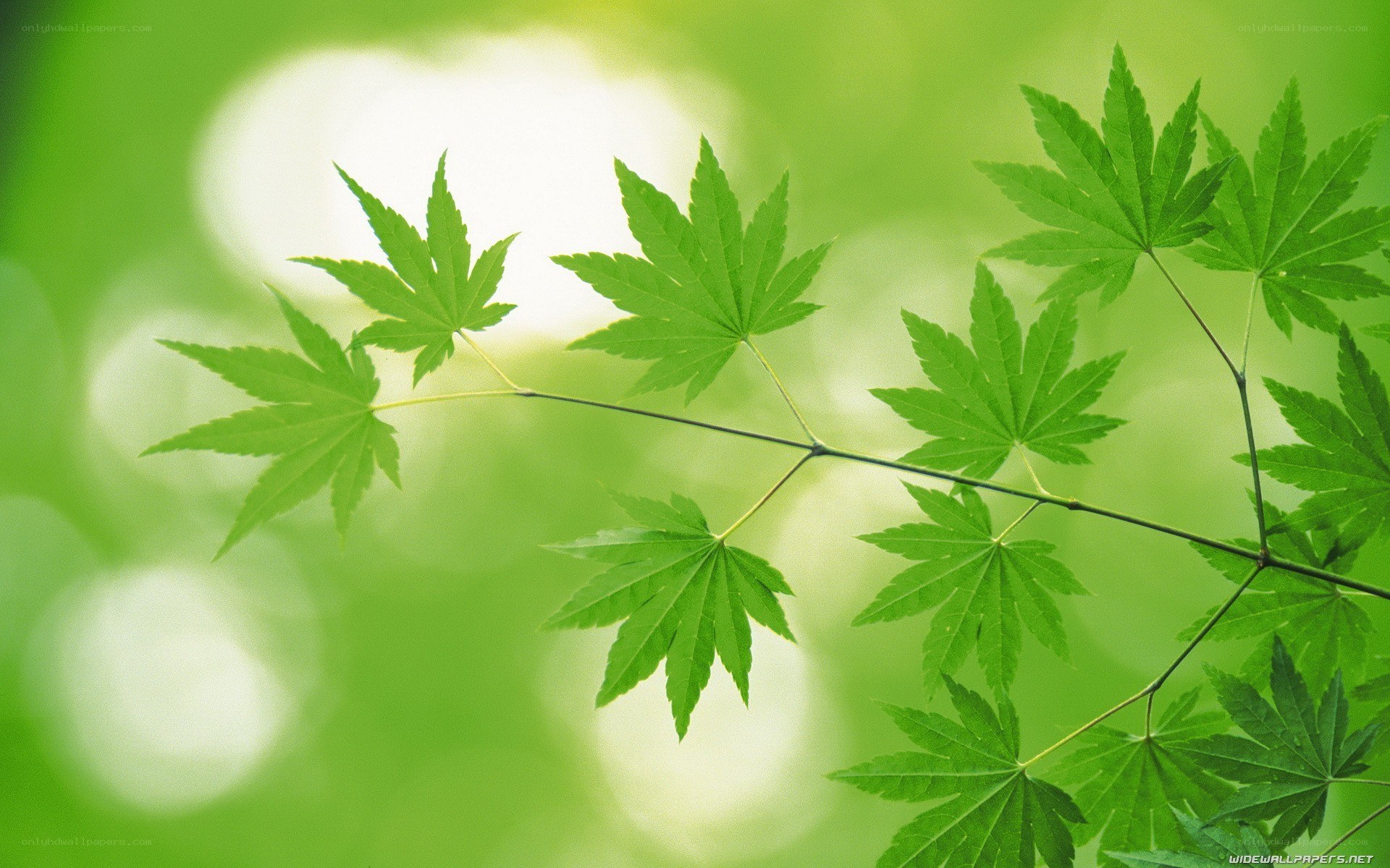 green maple leaves on branch