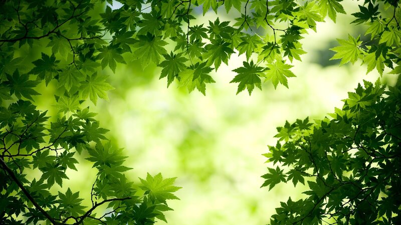 Green Maple Leaves — Photograph, Sunlight