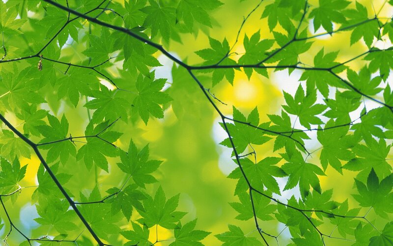 Green Maple Leaves — Photograph, Yellow