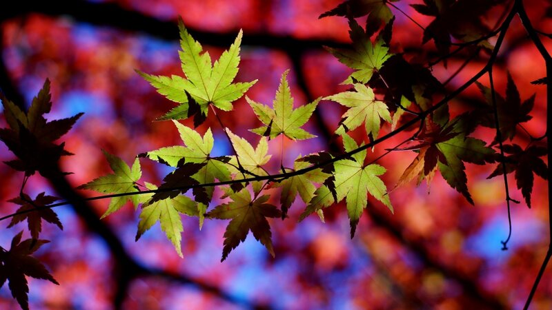 Green Maple Leaves — Red, Dramatic