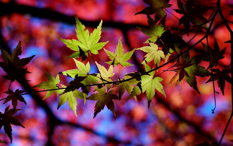 Green Maple Leaves — Red
