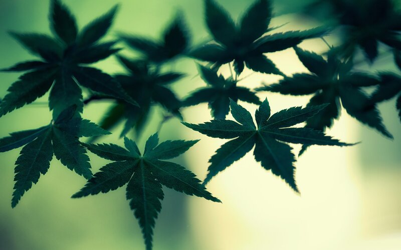 Green Maple Leaves — Serene, Afternoon, Photograph, Background