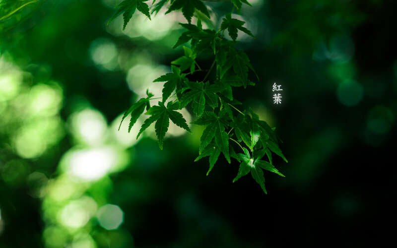 Green Maple Leaves — Serene, Afternoon, Photograph, Bokeh
