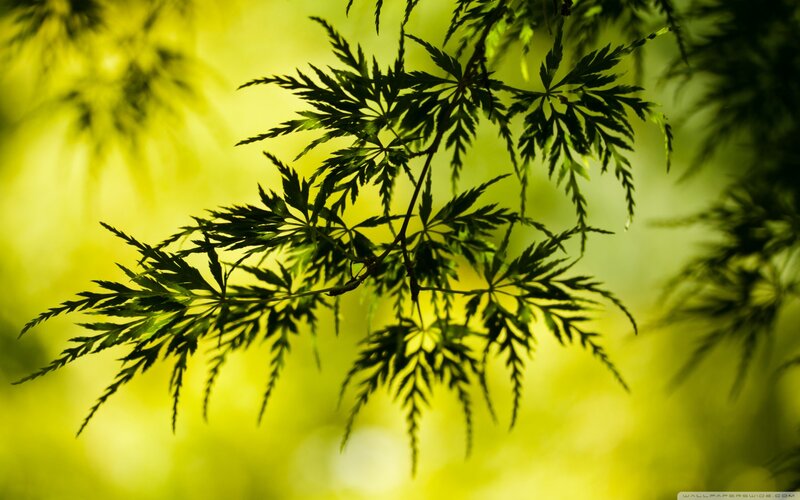Green Maple Leaves — Serene, Afternoon, Photograph, Branch, Sunlight, Background Blur