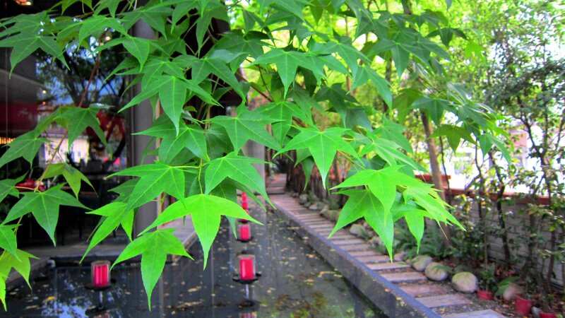Green Maple Leaves — Serene, Afternoon, Photograph, Red Lanterns