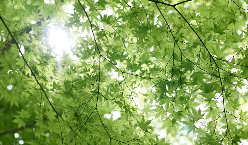 Green Maple Leaves — Serene, Afternoon, Photograph, Sunlight, Branches