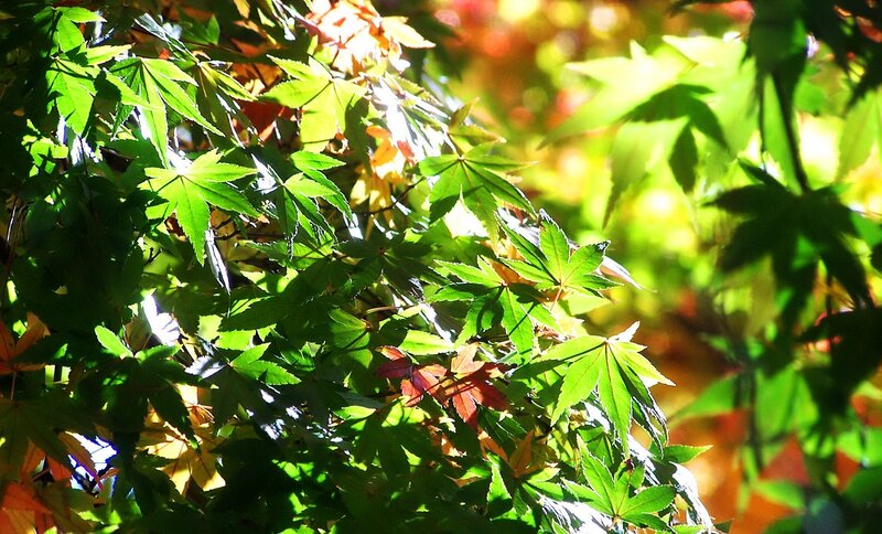 Green Maple Leaves — Serene, Afternoon, Photograph, Sunlight, Shadows, Autumn Colors