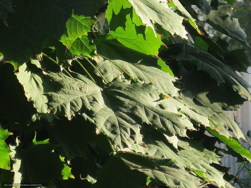 Green Maple Leaves — Serene, Afternoon, Photograph, Sunlight, Shadows