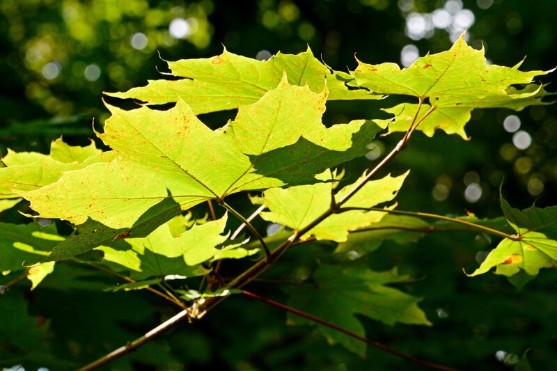 Green Maple Leaves — Serene, Afternoon, Photograph, Sunlight