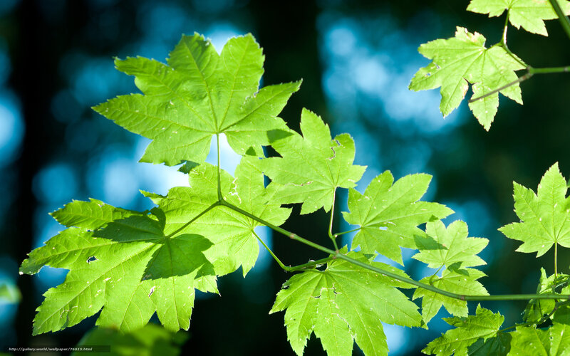 Green Maple Leaves — Serene, Afternoon, Photograph