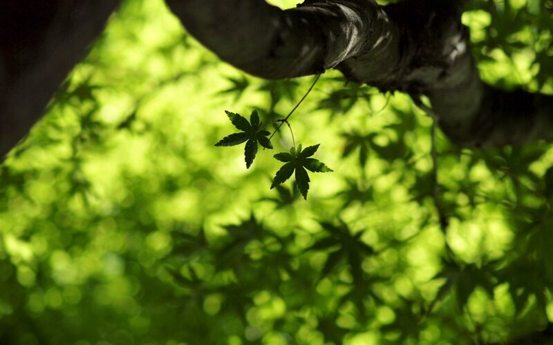 Green Maple Leaves — Serene, Afternoon, Photograph, Tree Branch, Black