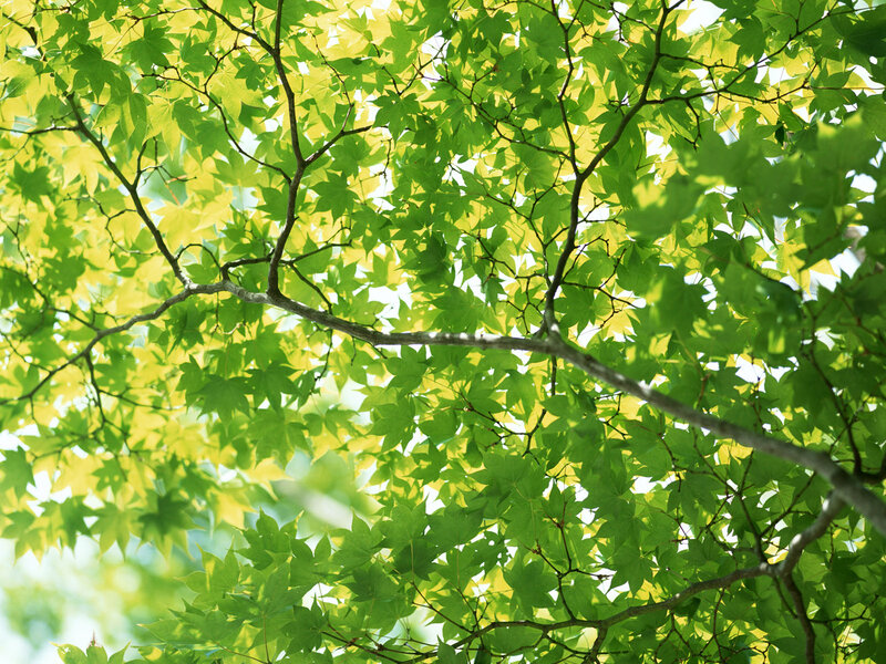 Green Maple Leaves — Serene, Afternoon, Photograph, Tree Branches