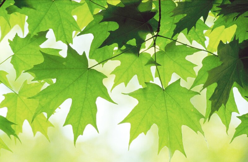 Green Maple Leaves — Serene, Afternoon