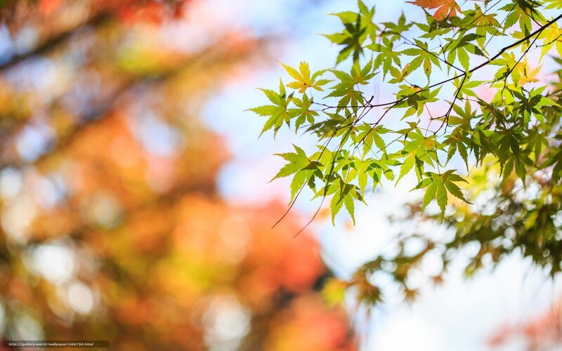 Green Maple Leaves — Serene, Autumn, Photograph