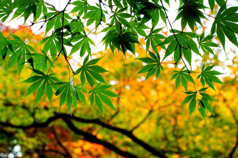 Green Maple Leaves — Serene, Autumn, Photograph, Tree Branches