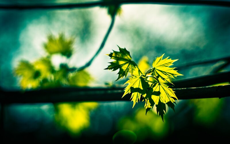 Green Maple Leaves — Serene, Morning, Photograph, Branches, Sunlight, Yellow