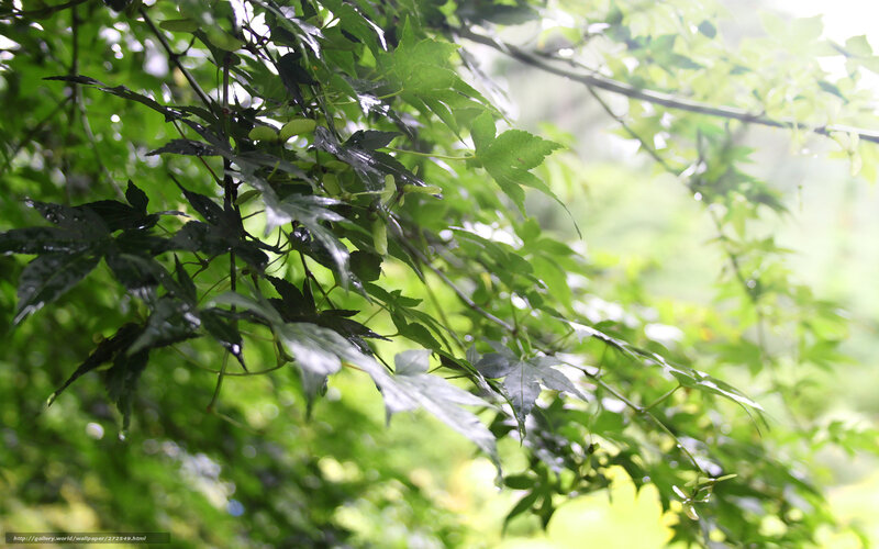 Green Maple Leaves — Serene, Morning, Photograph, Branches
