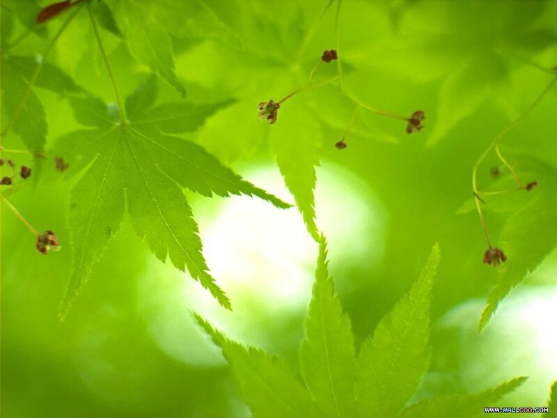 Green Maple Leaves — Serene, Morning, Photograph, Flowers